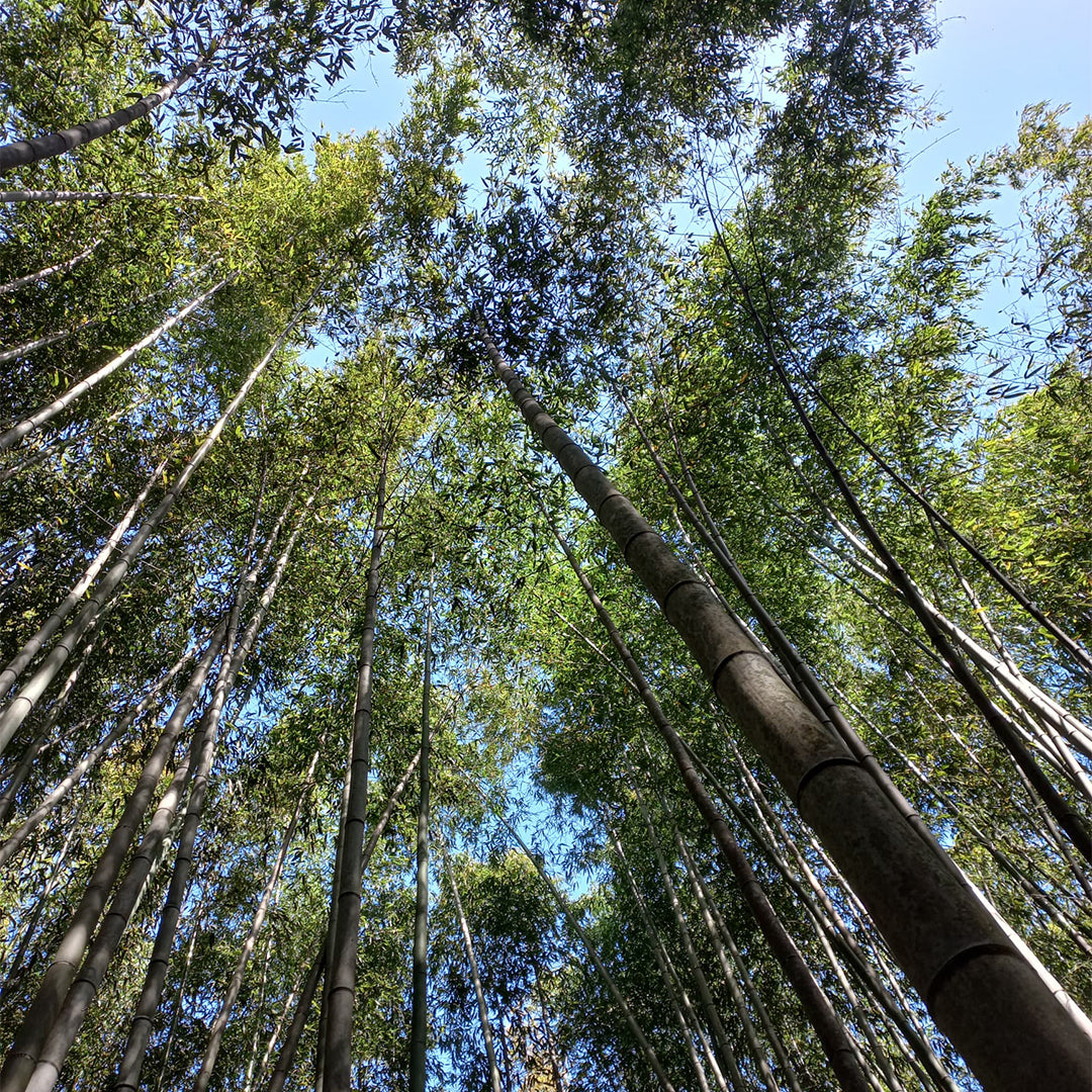 "Bamboo Forest, Concrete Jungle" Print